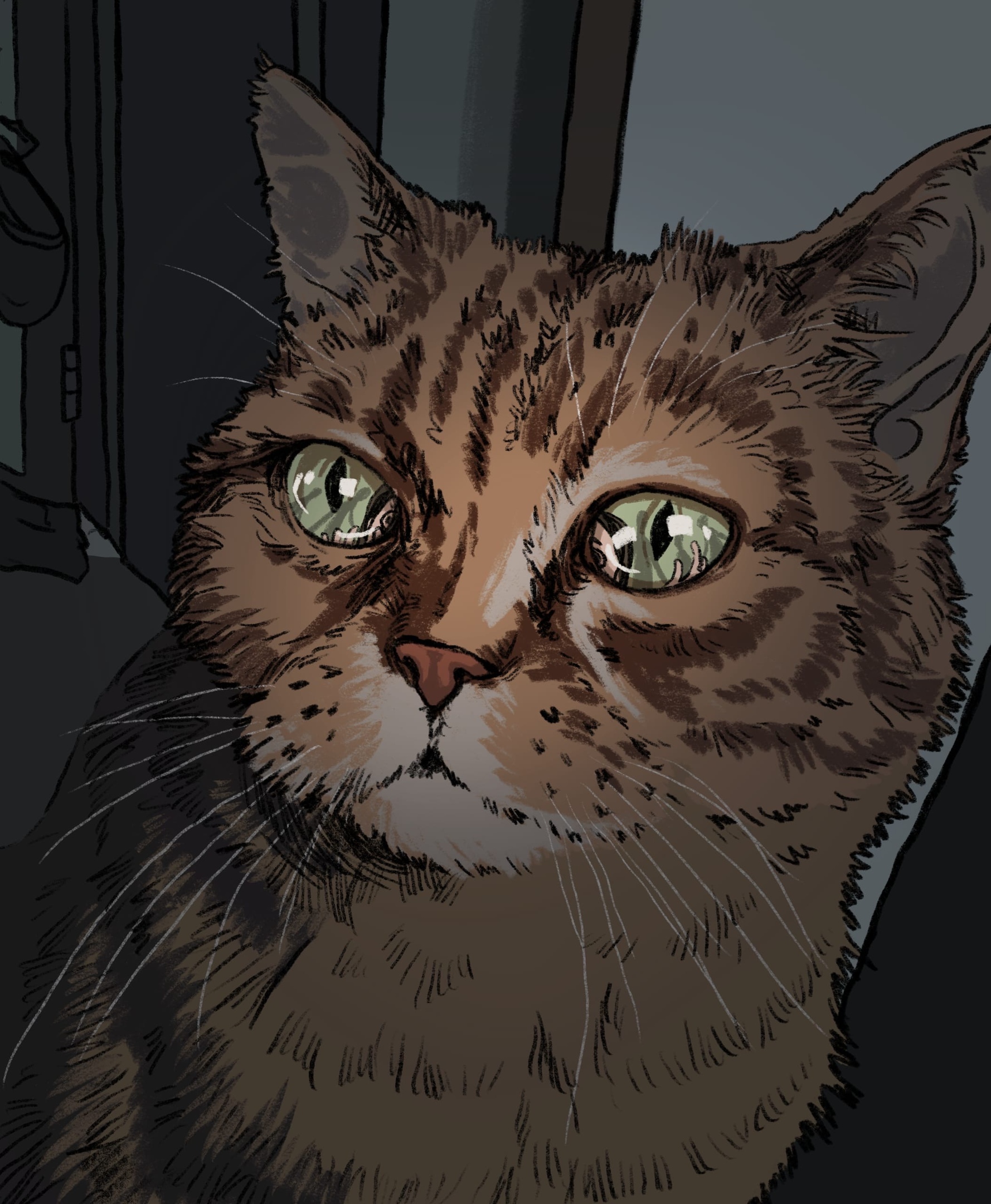 Кот бродяга