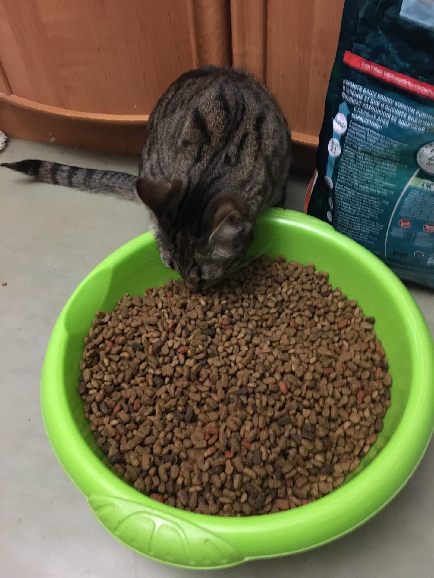 Коронавирус кот на карантине