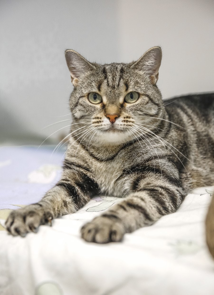 Котосостояние спокойное