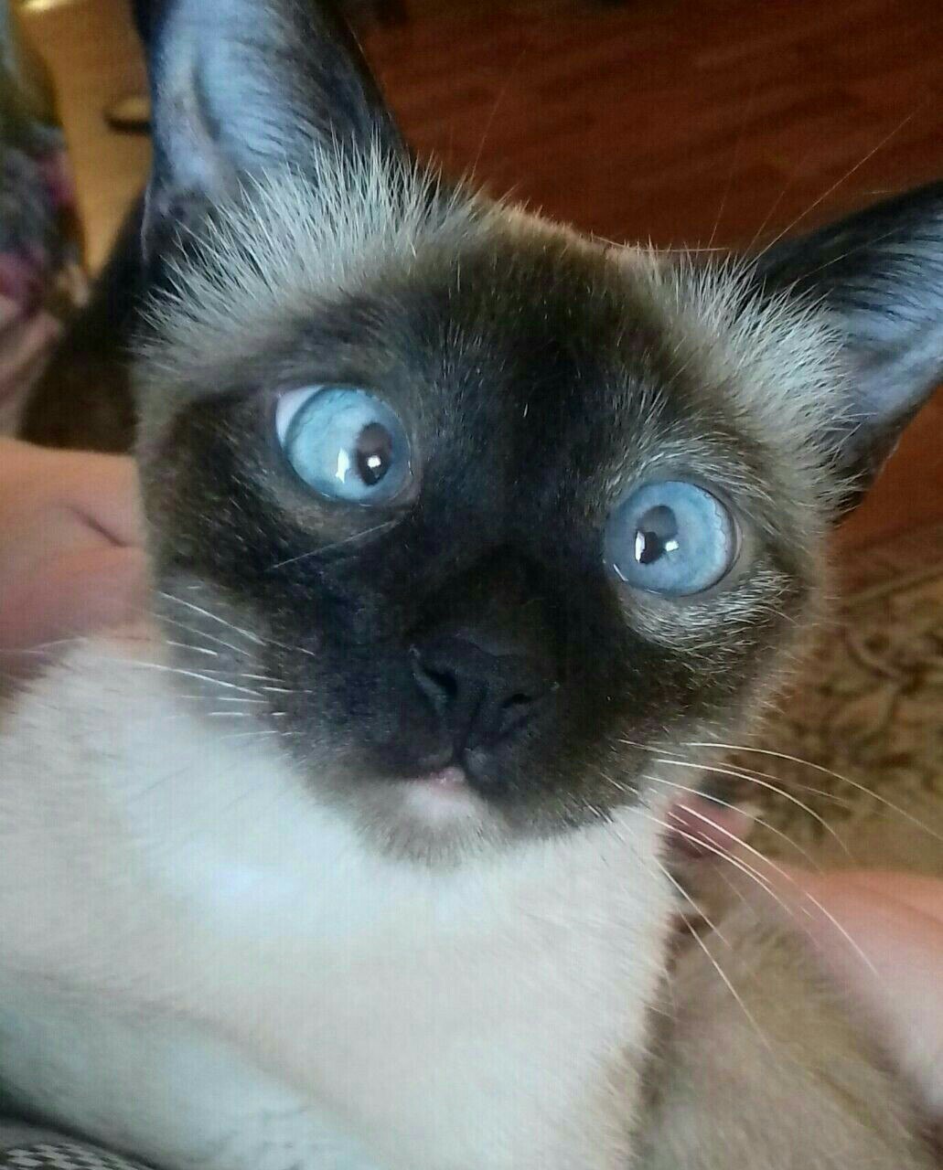 Глазки в кучку