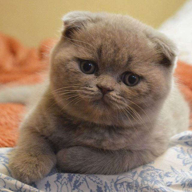 Общительный малыш