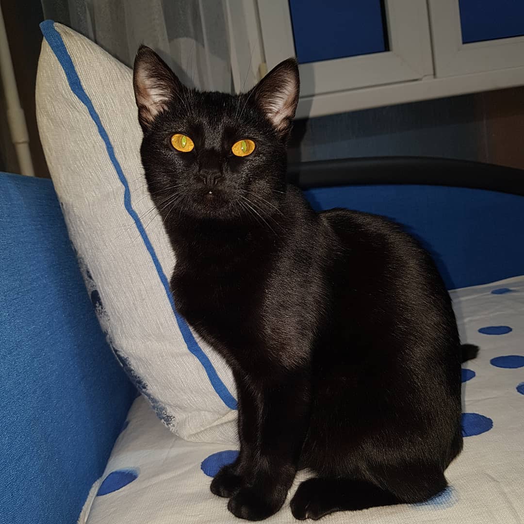 Чёрная красавица