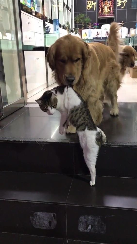 Пёсик принёс кота