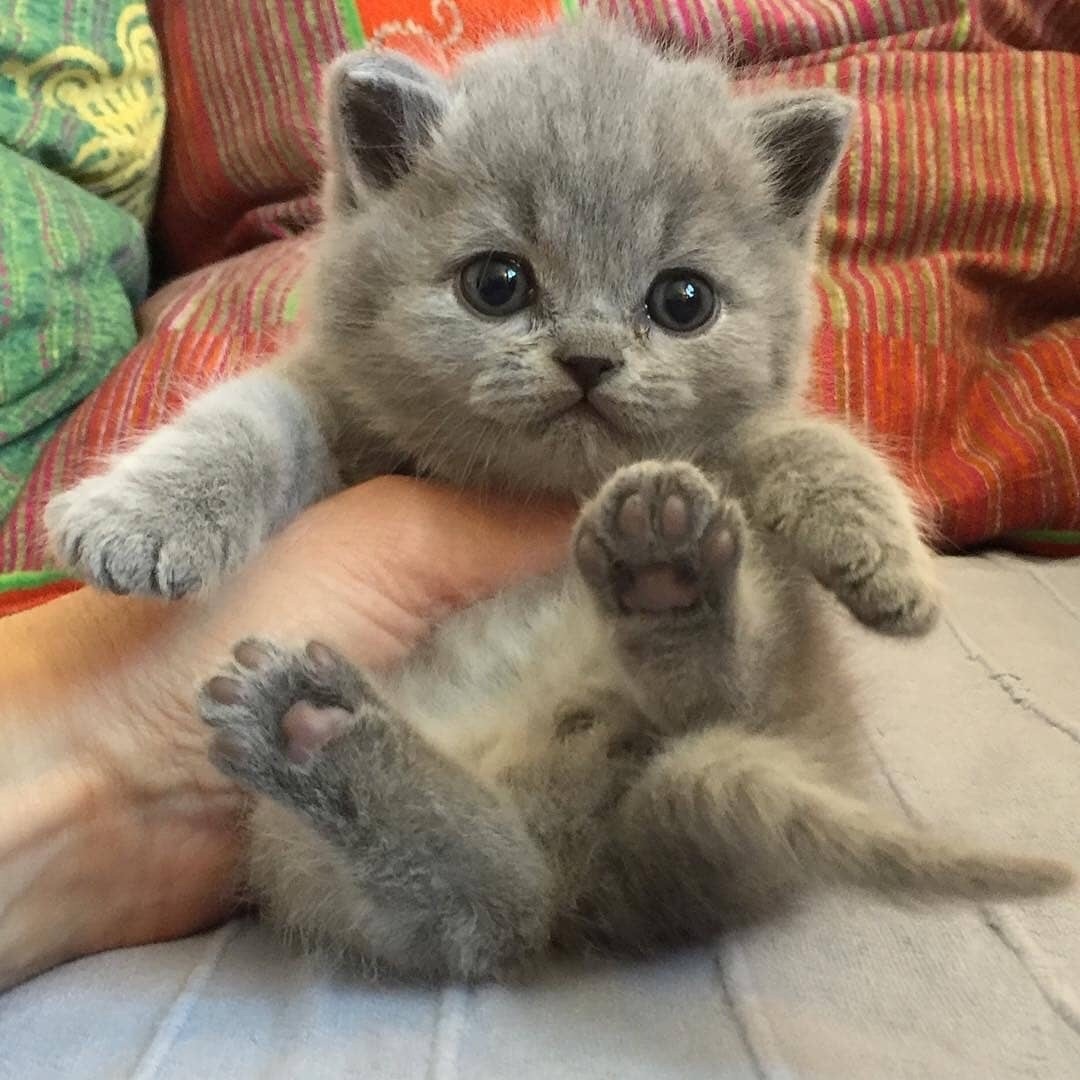 Непоседа попался