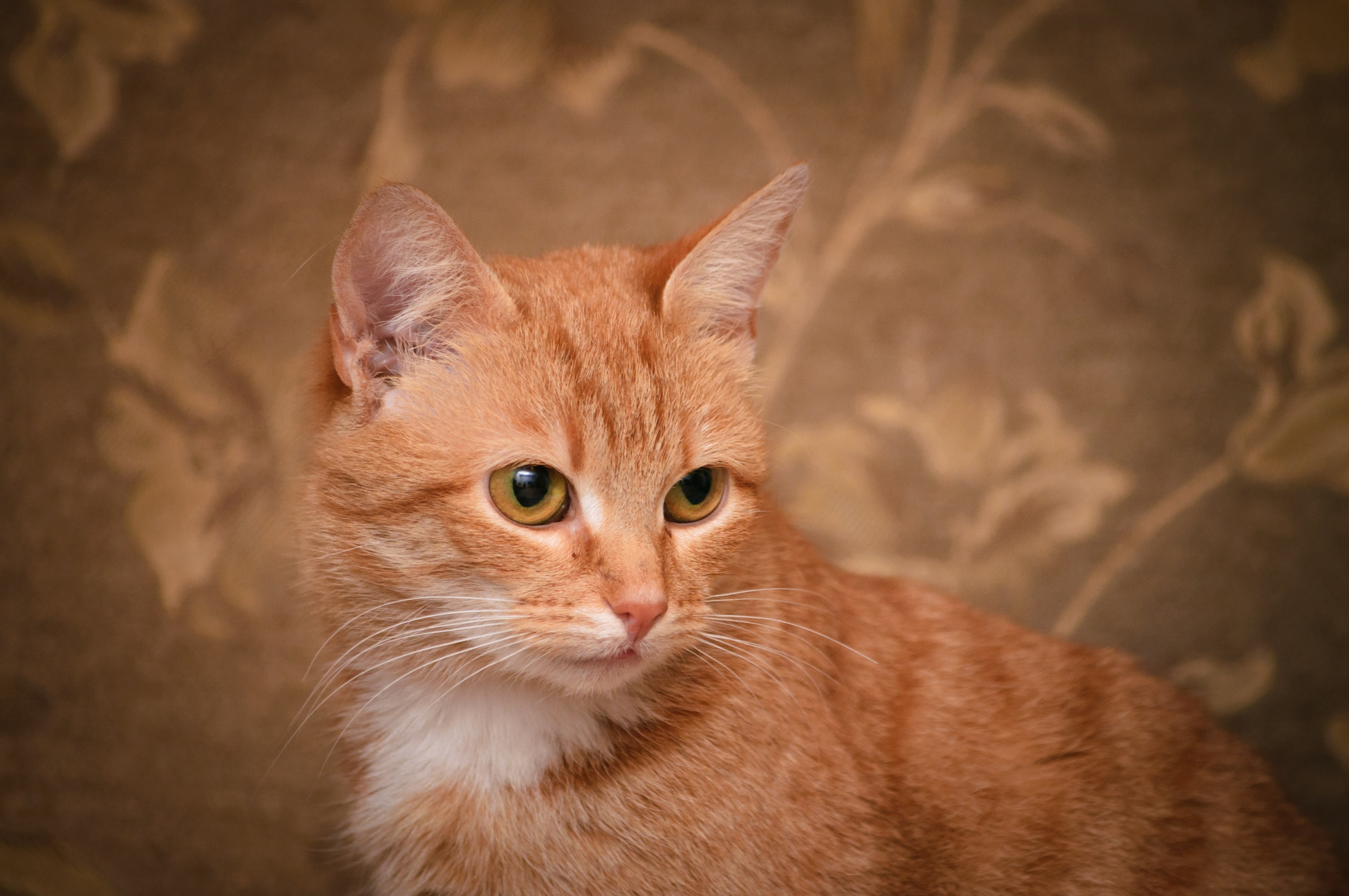 Добродушный рыжик