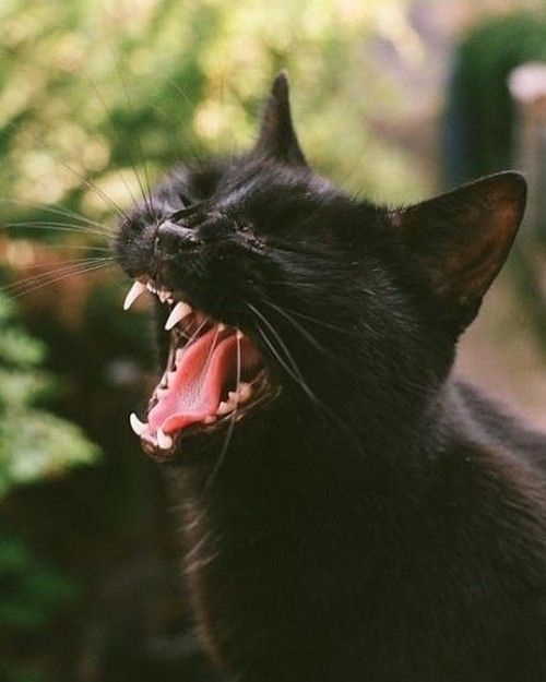 Чёрная певица