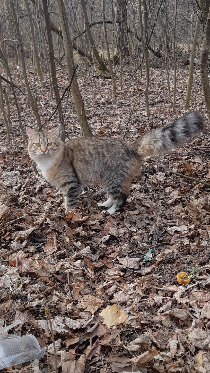 Киса лесная красавица