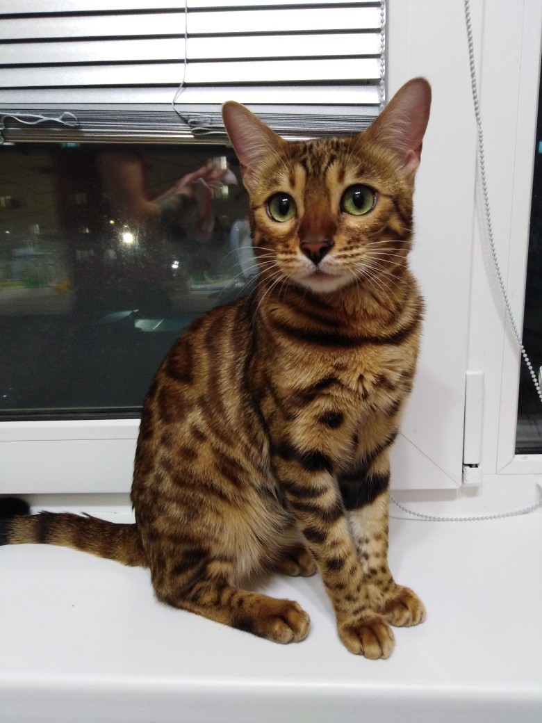 Дружелюбная кошечка на окне