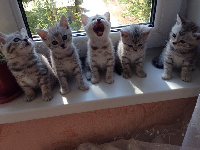 Котёнок запевала