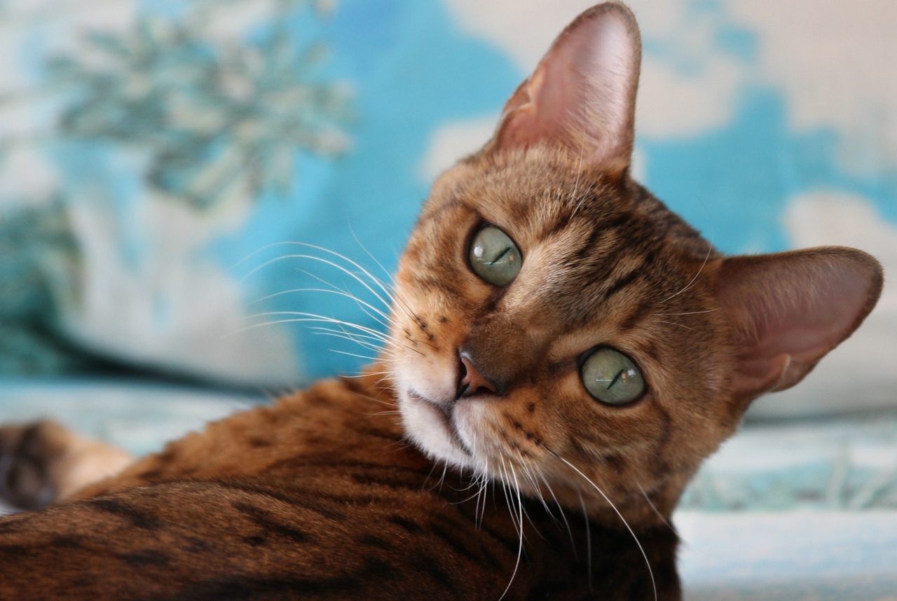 Зеленоглазая малышка