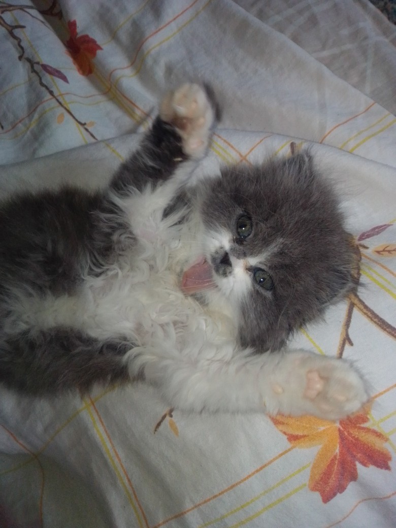 Пушистик облизывается