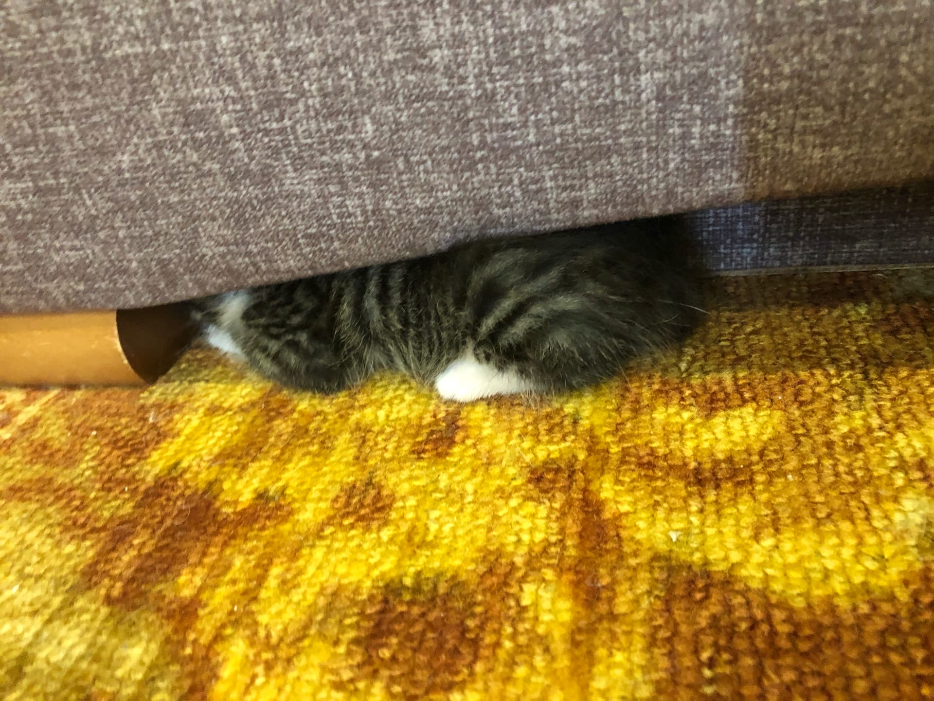 Котёнок сныкался