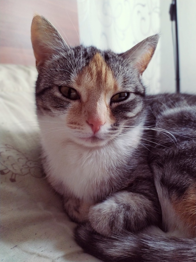 Трёхцветная соня