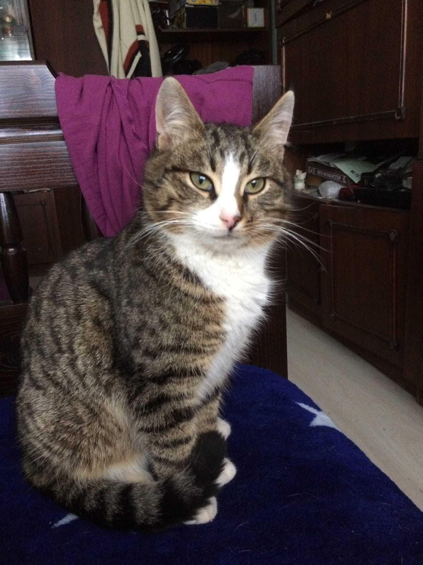 Заканчивай дела котик скучает