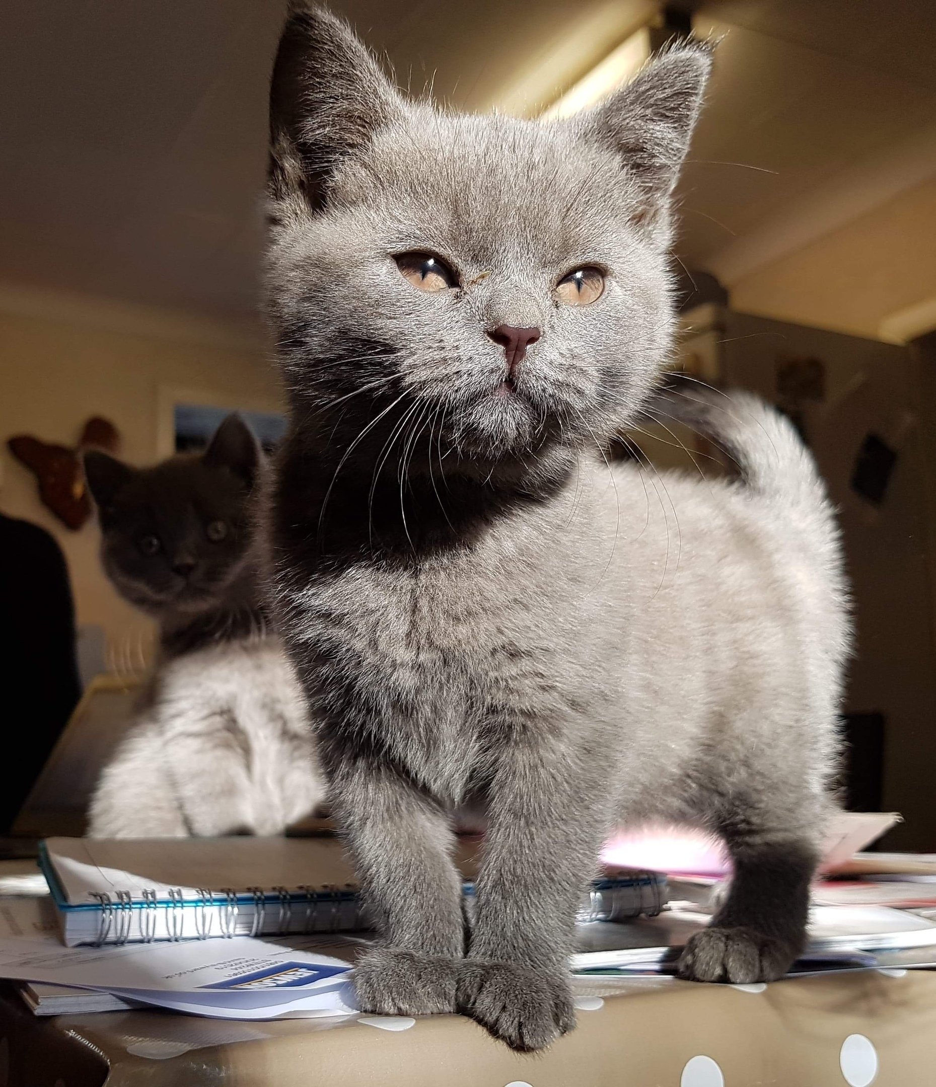 Маленькие помощники