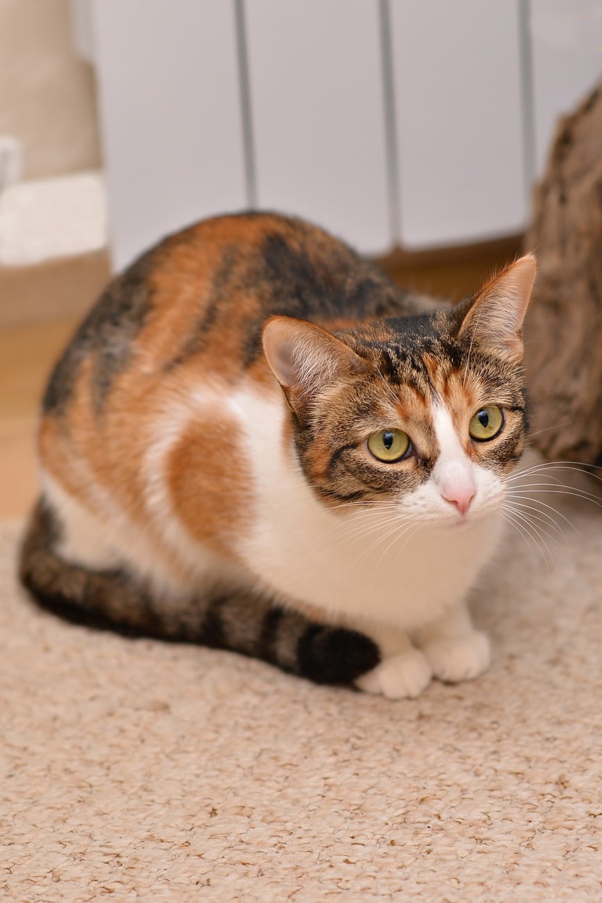 Кошечка присела