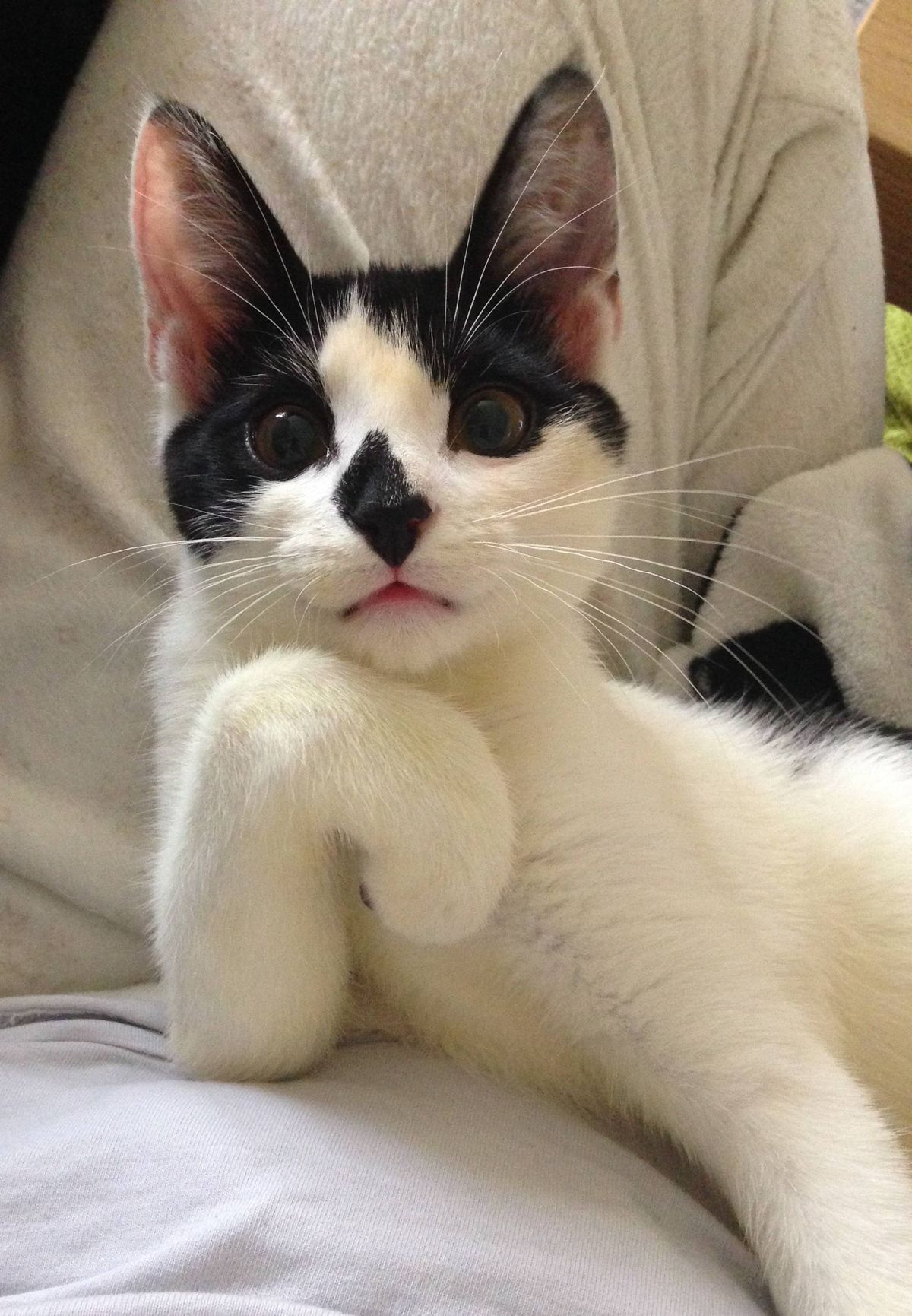 Очень внимательный котик