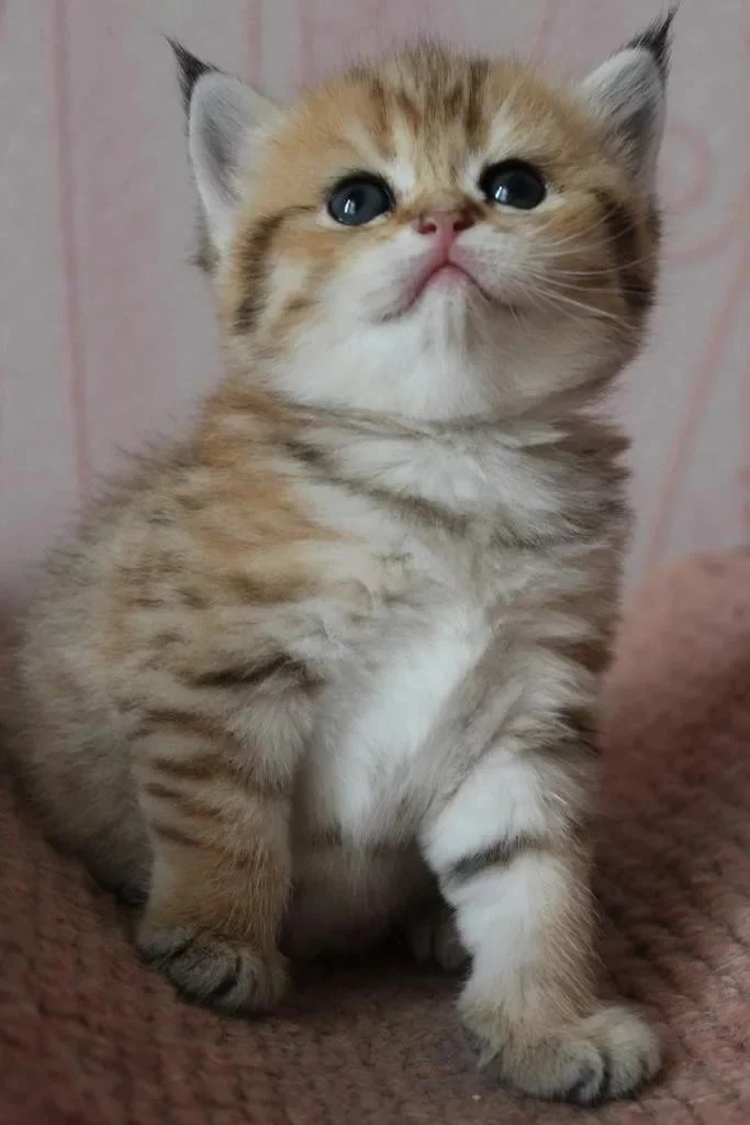 Полосатенький милашка