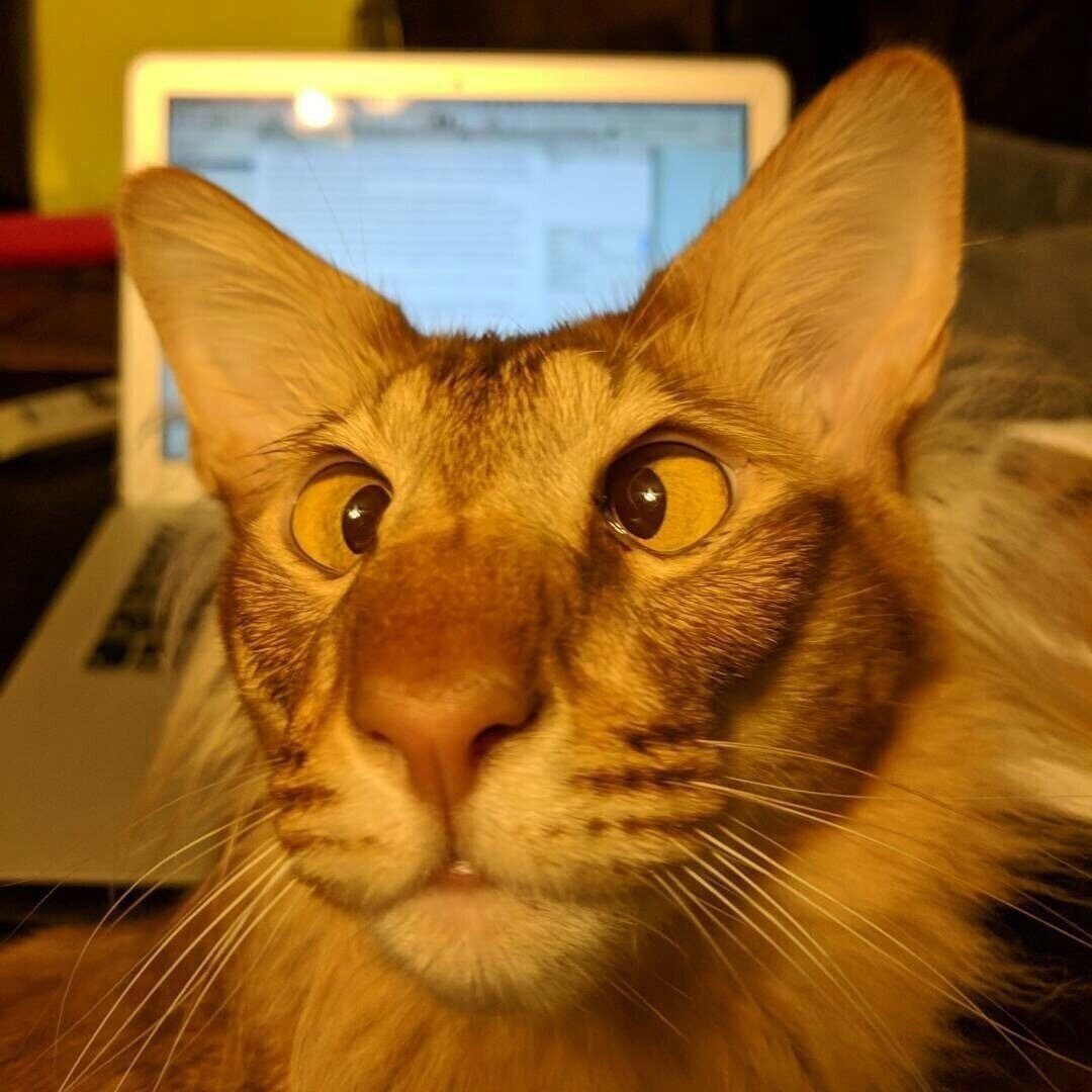 Котик окосел