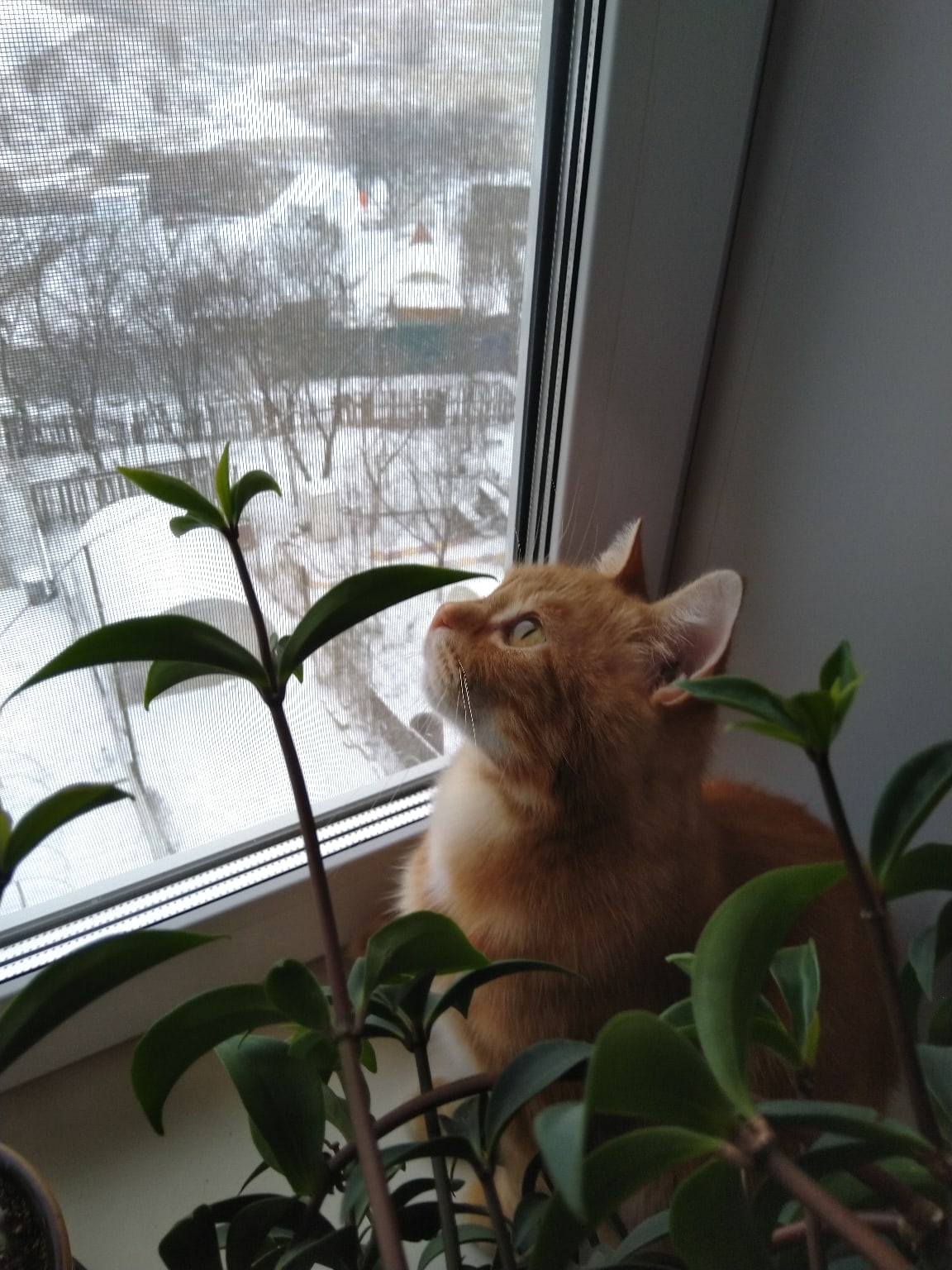 Снежинки завораживают