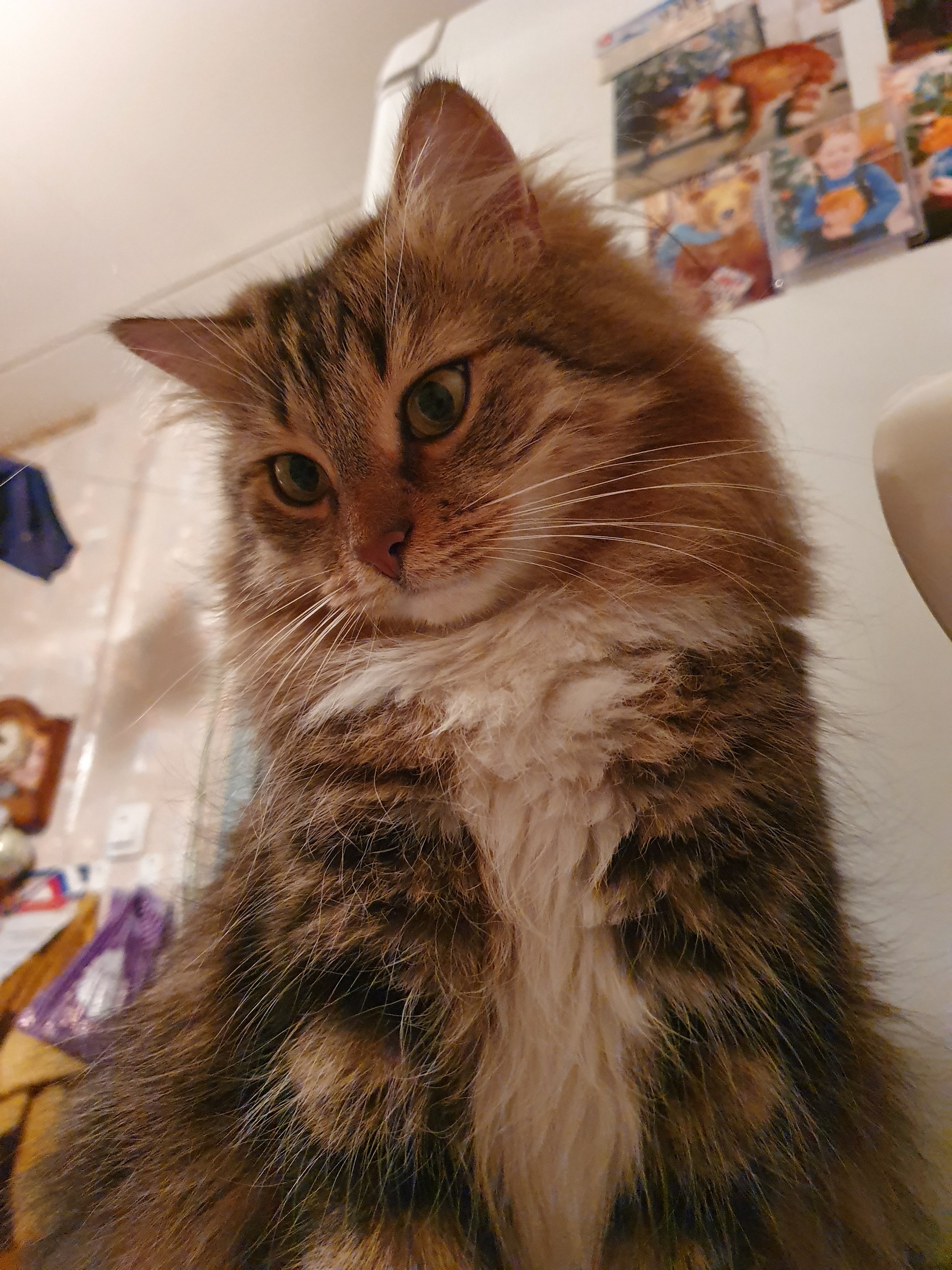 Милая кисуля