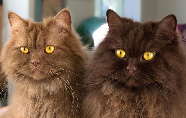 Две шоколадки