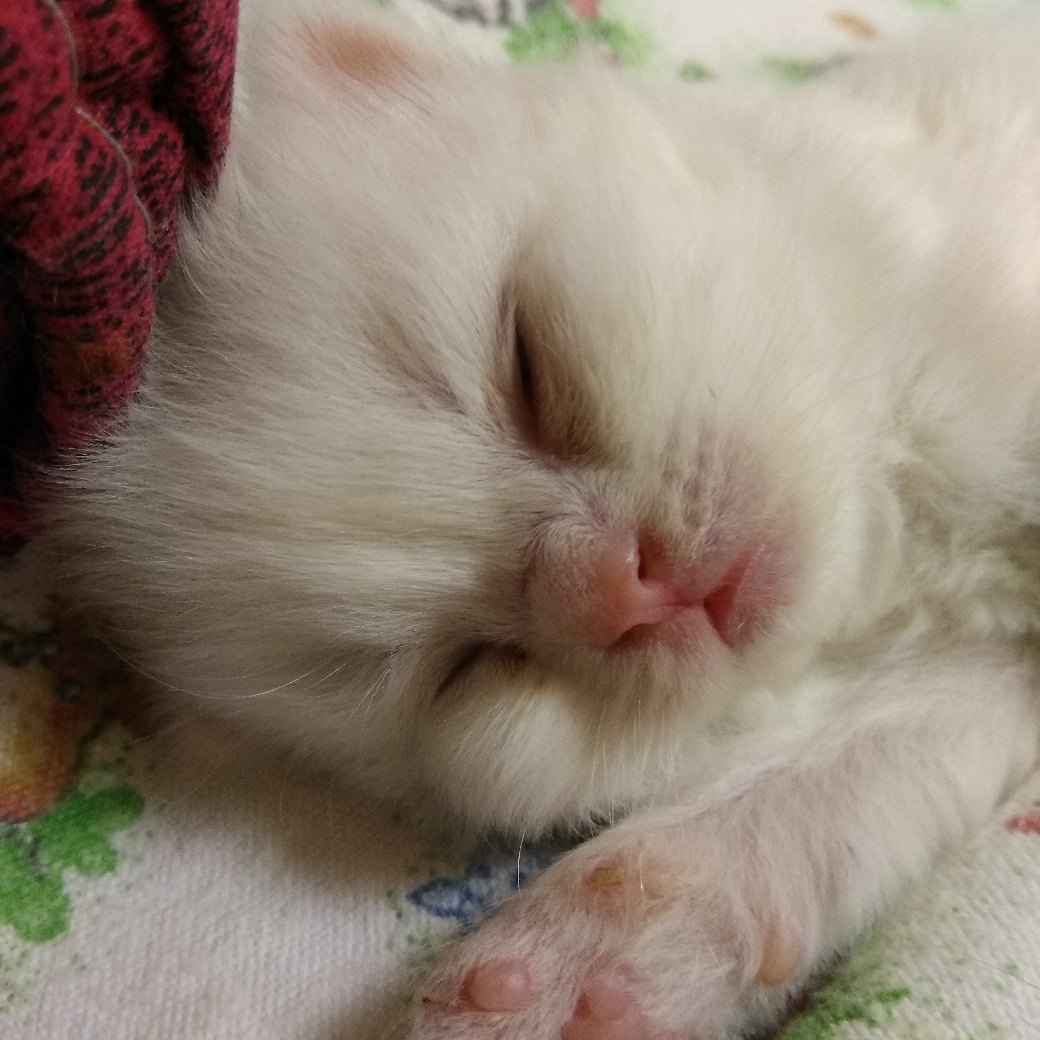 Сонная мордашка