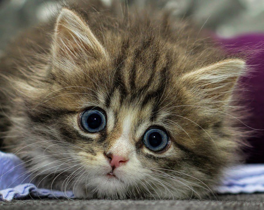 Изумлённый пушистик