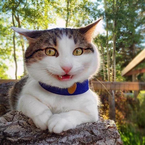 Котик пытается улыбнуться