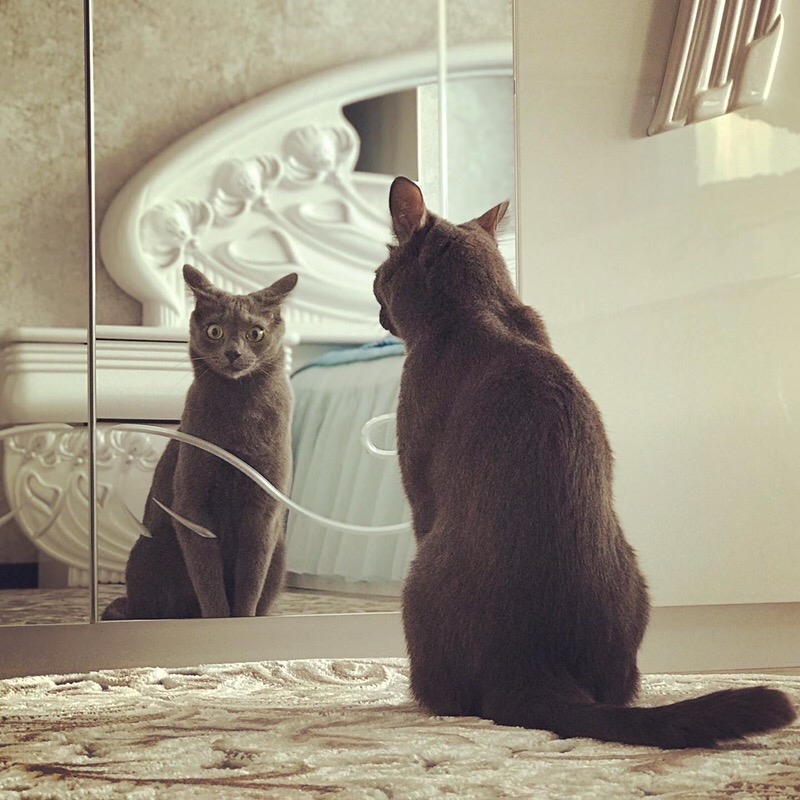 Кого кушать позвали