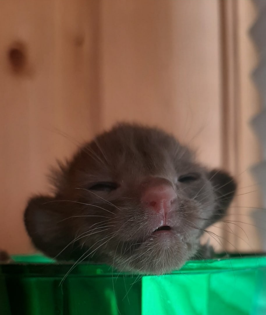 Манюнька родился