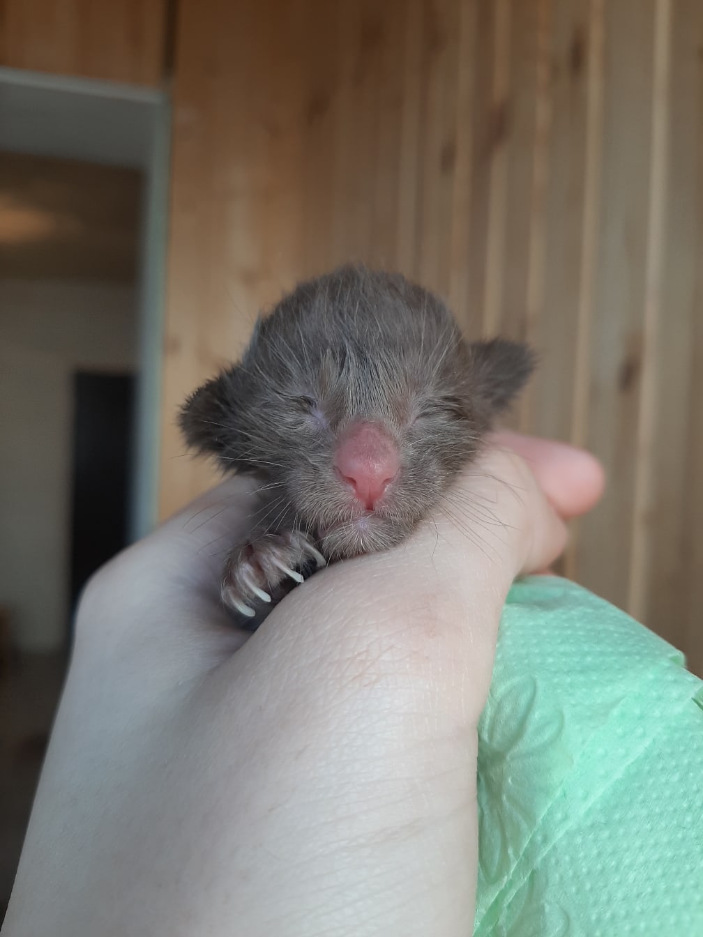 Красноносый малец