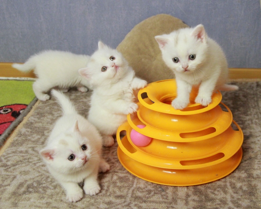 Котятки играют