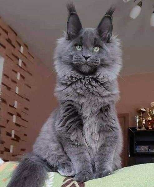 Дымчатый красавец