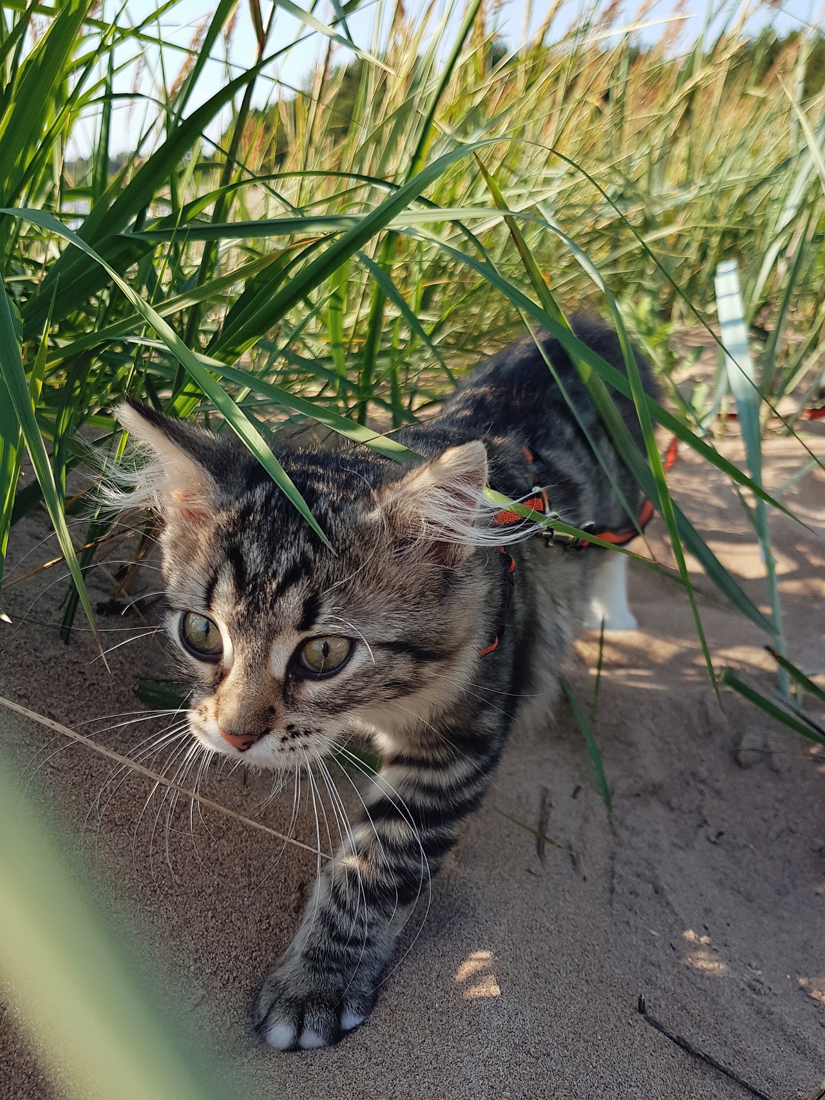 Котёнок охотник