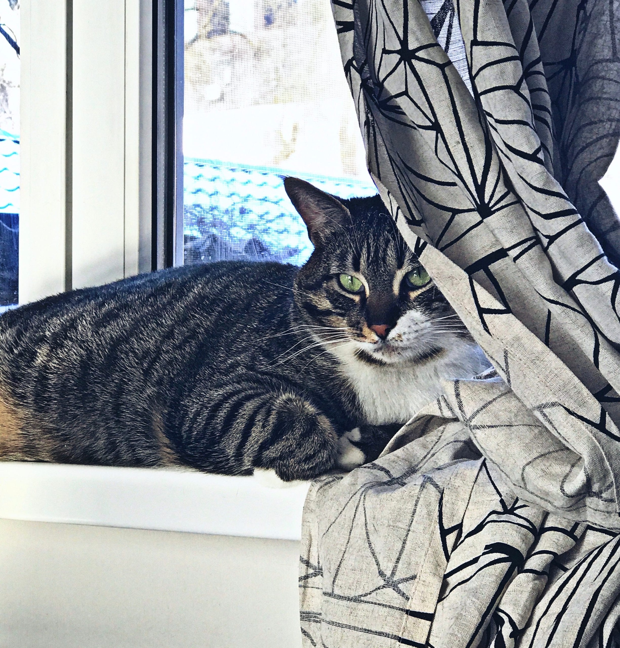 Котейка греет подоконник