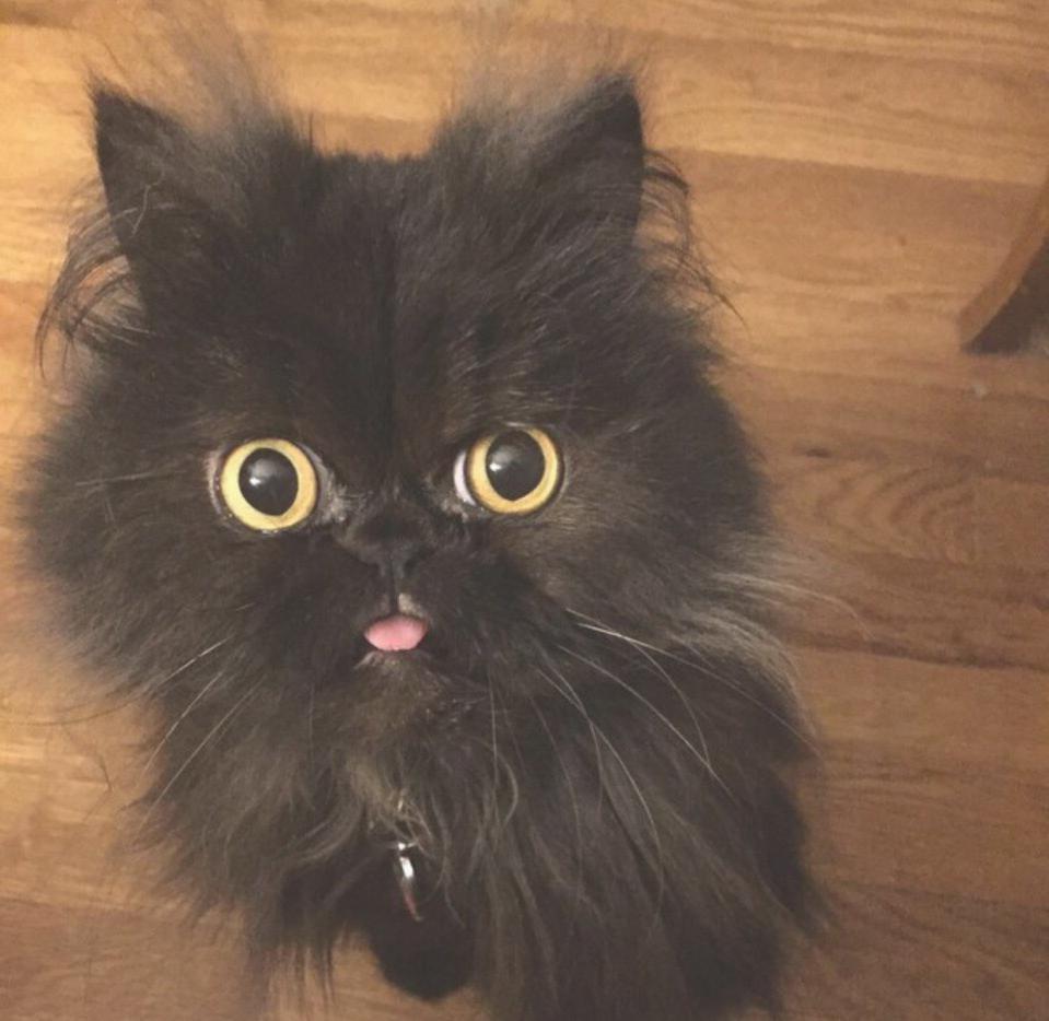 Чёрненький пушистик