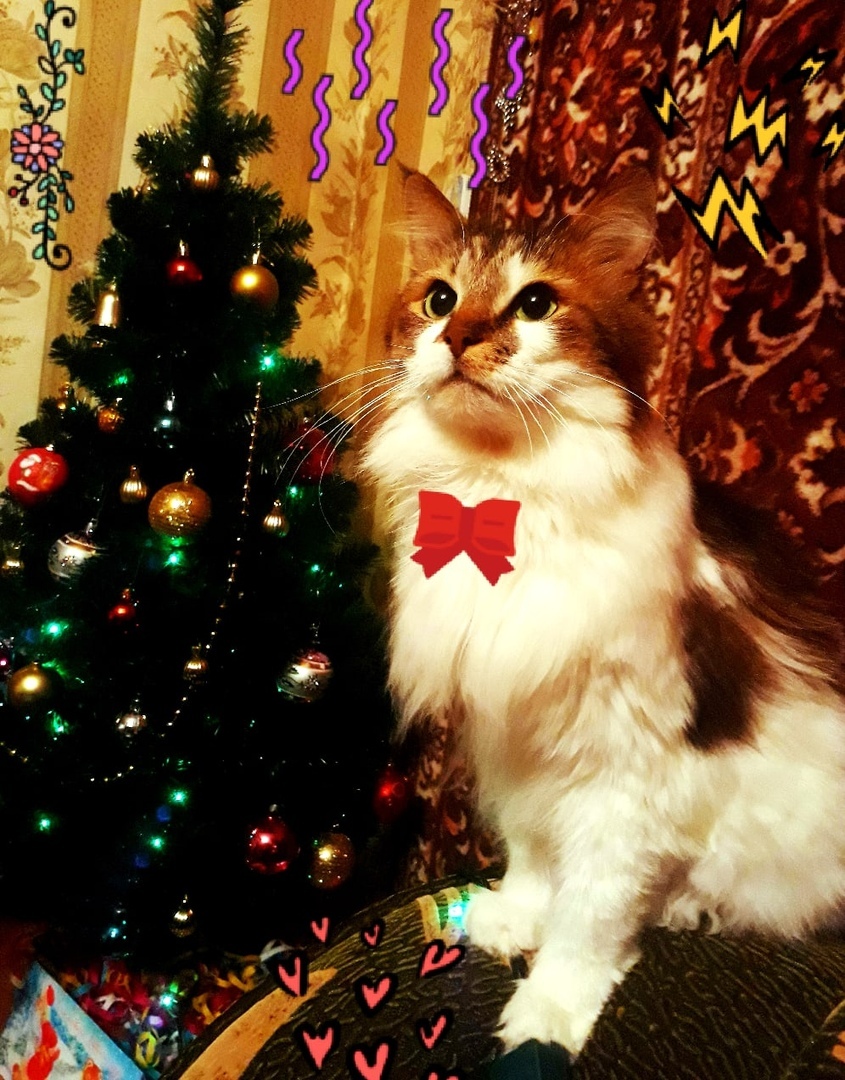 Котик возле ёлочки