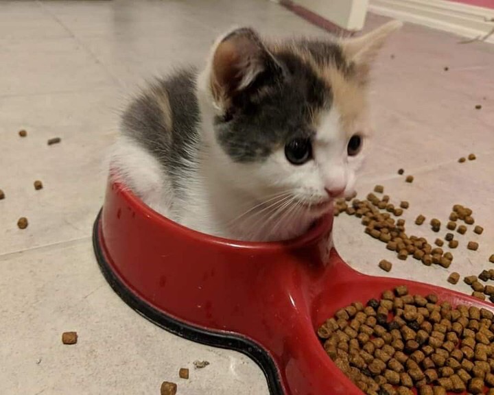 Трёхцветный котёнок в кормушке