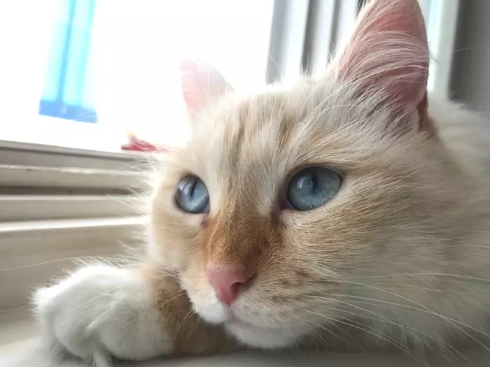 Мечтающая кошечка