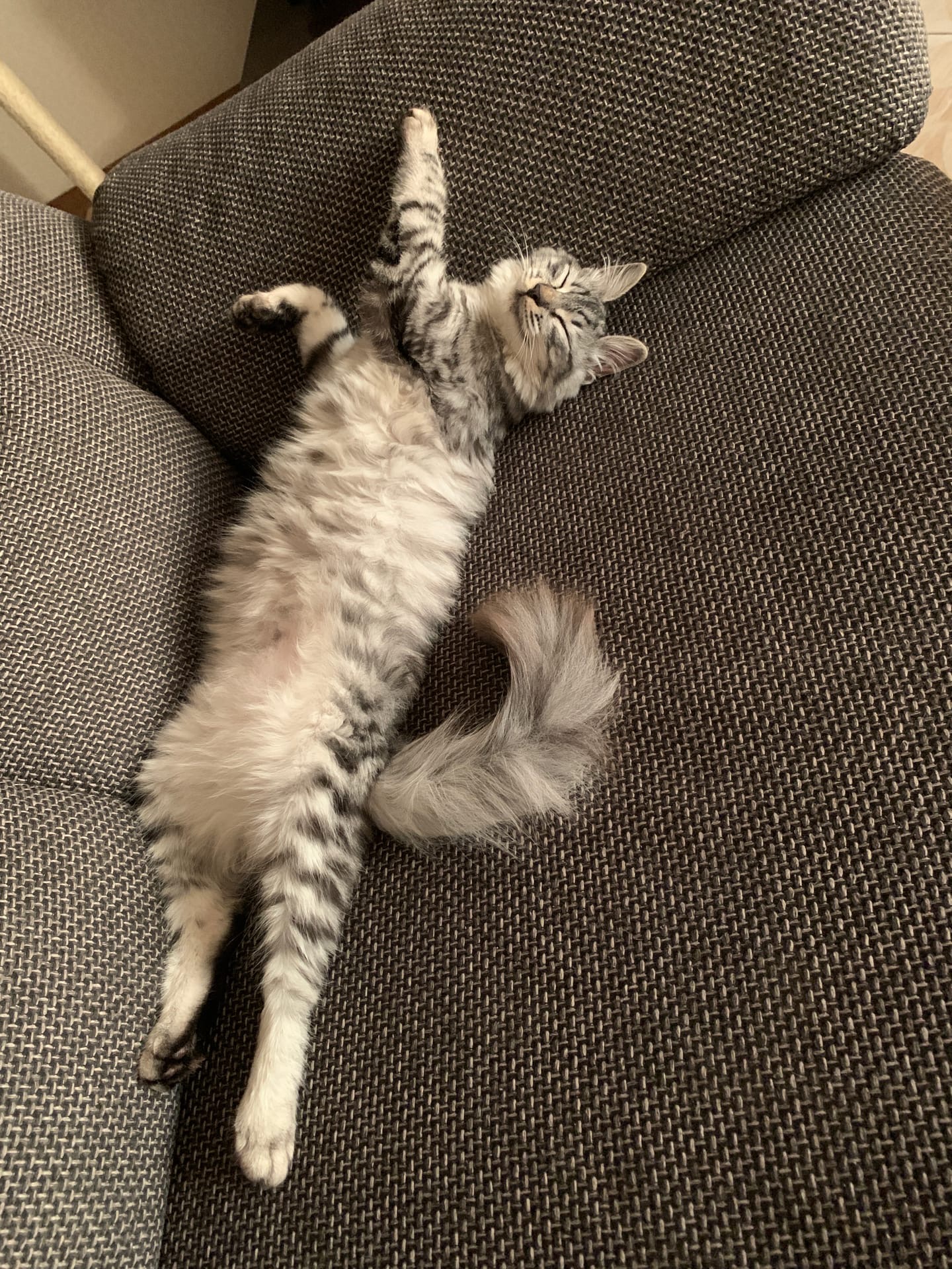 Расслабуха у кота два уха