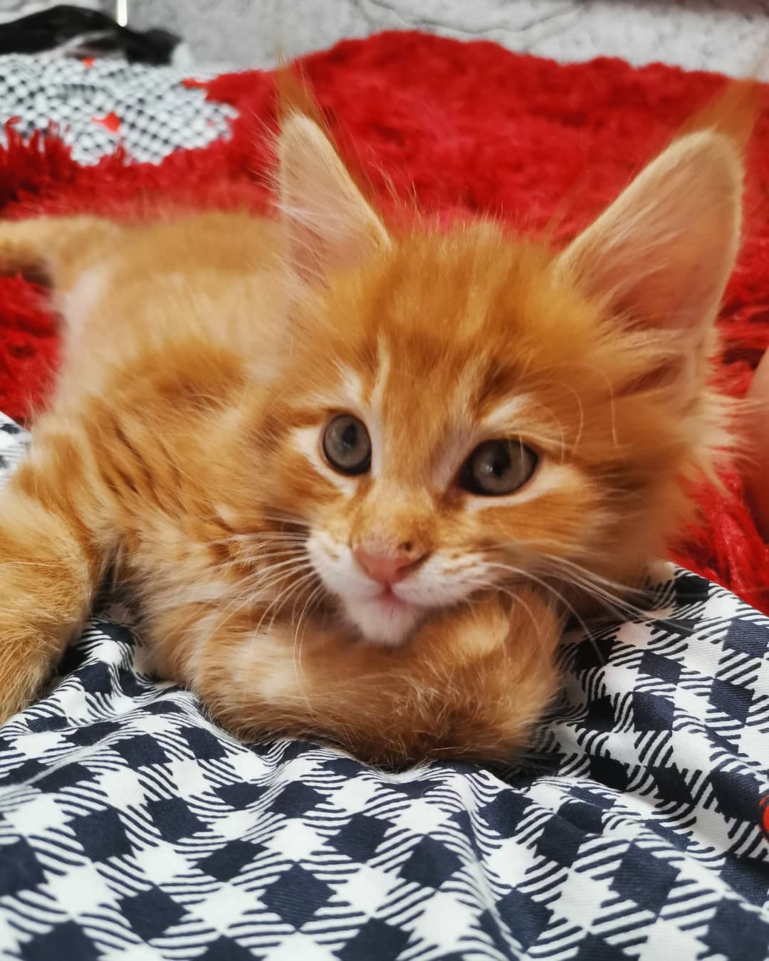 Рыженький наблюдашка