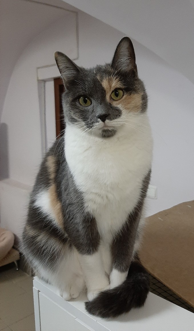 Трёхцветная лапуля