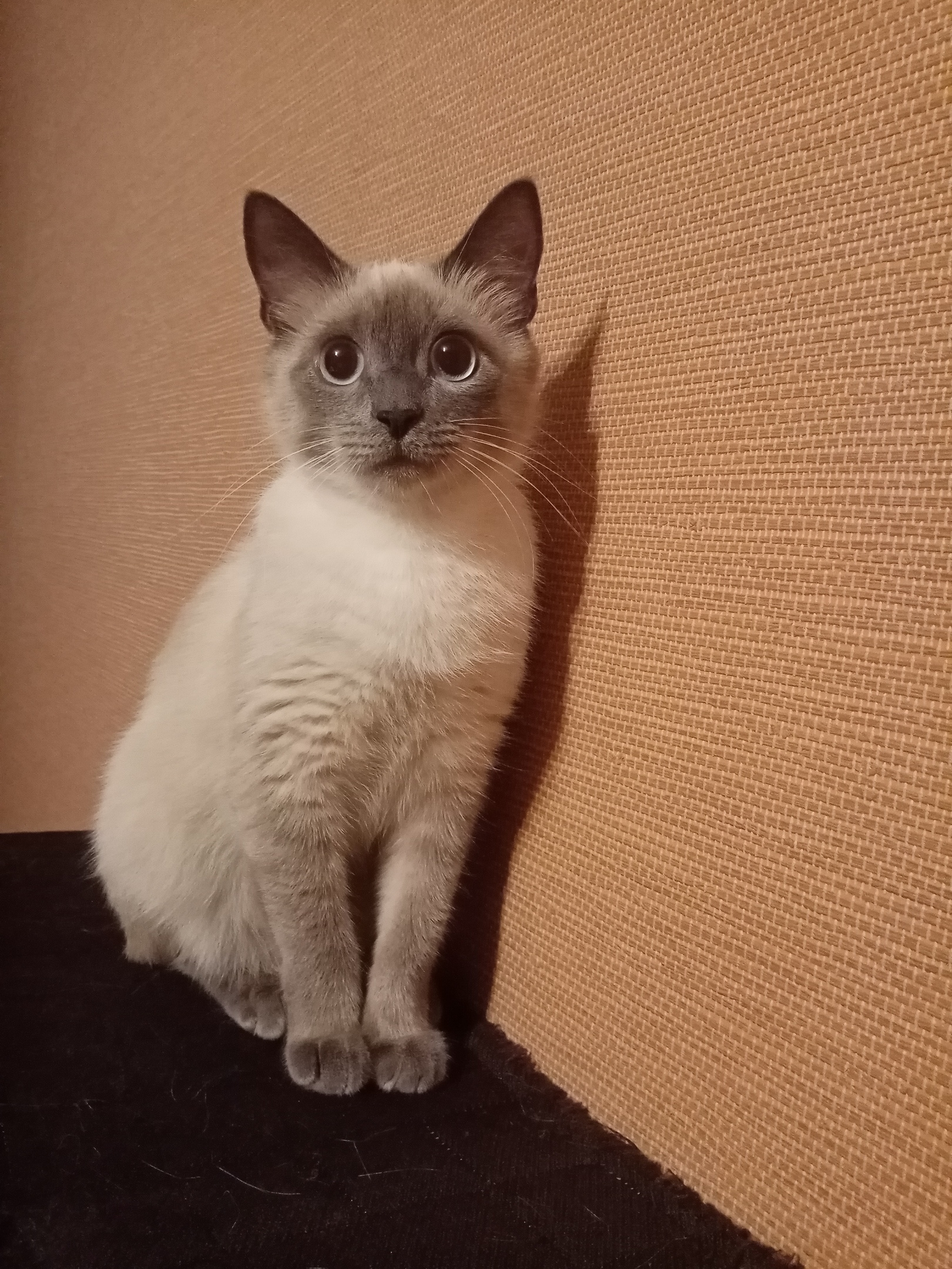 Котик сидит в углу