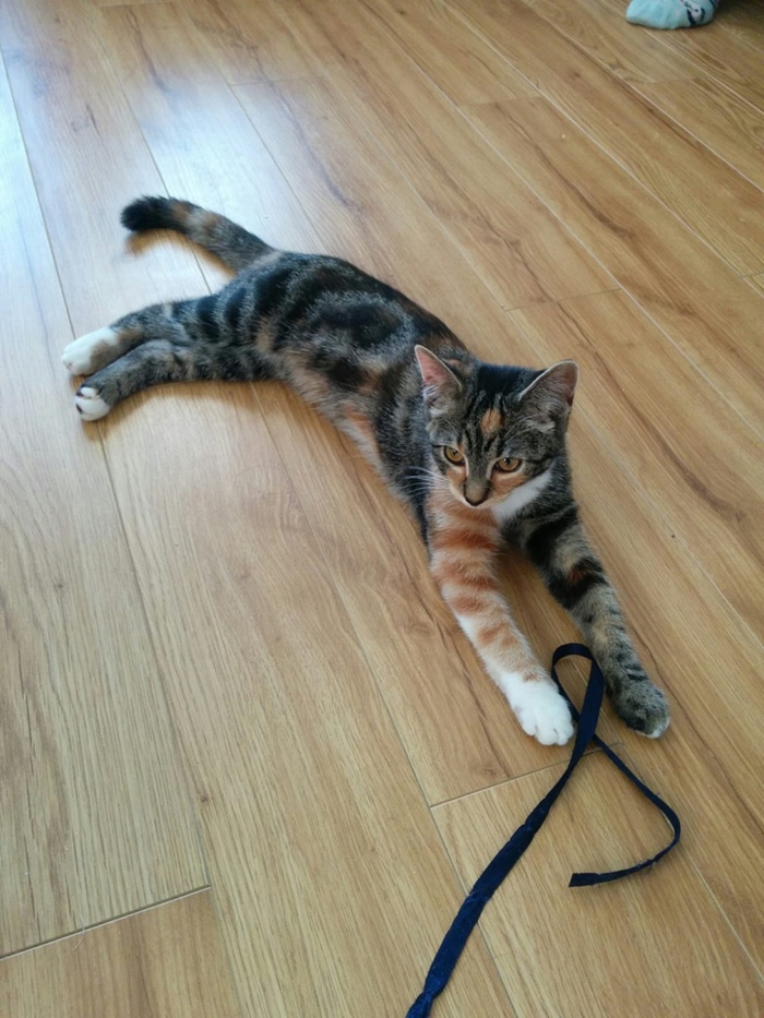 Трёхцветная любимка