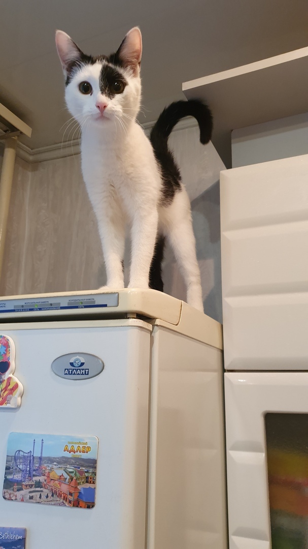 Готовка под контролем