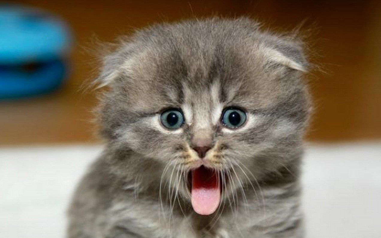 Серенький малыш