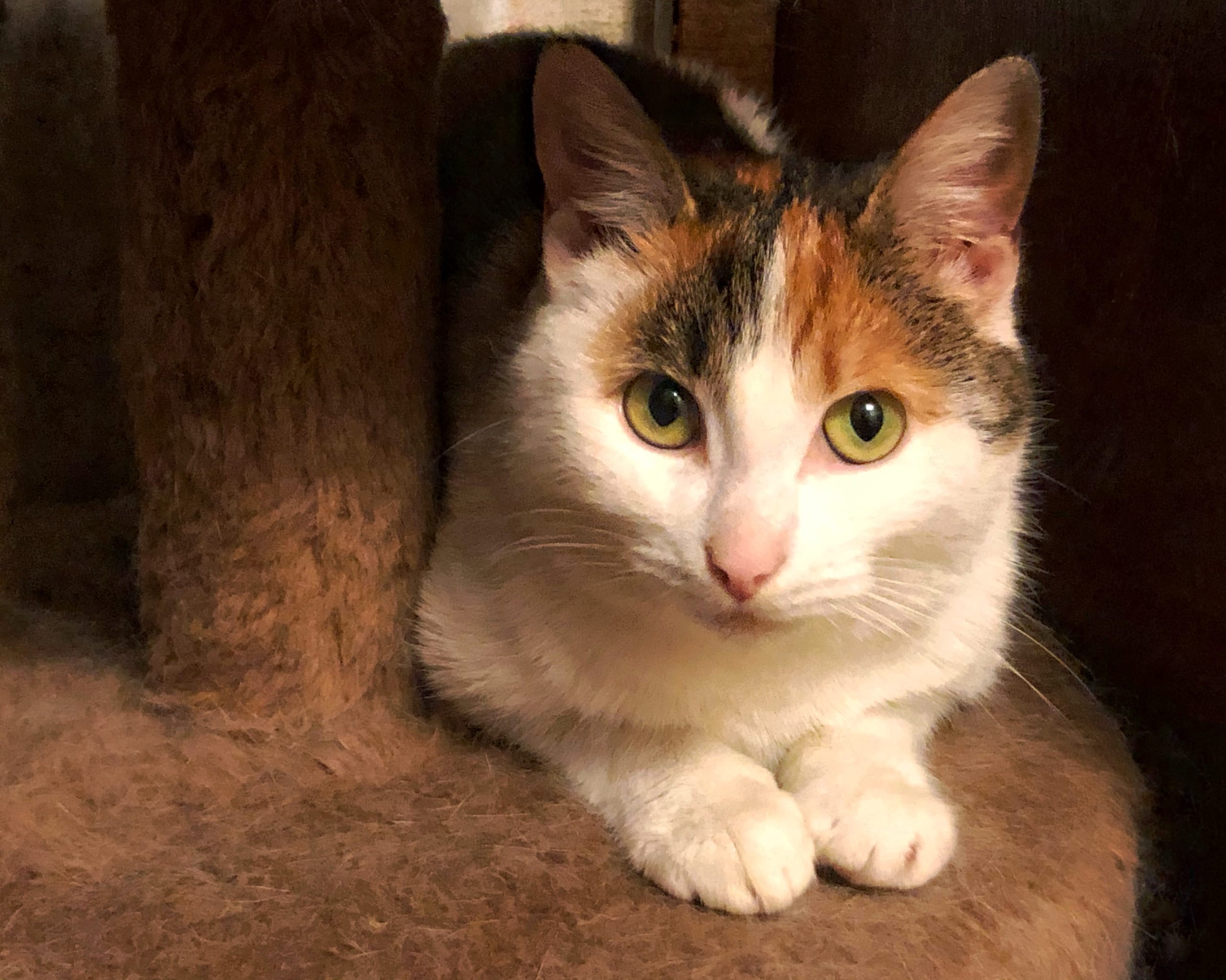 Трёхцветная манюня