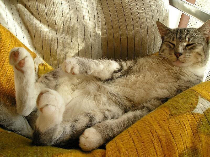 Котик на подушках