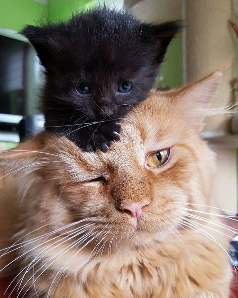 Котёнок на голове